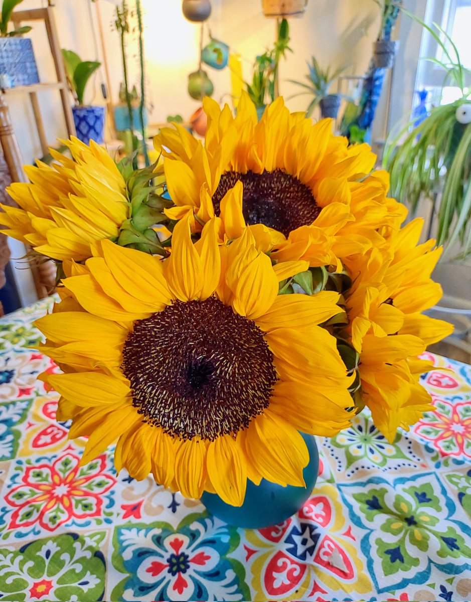 QueenZher0's tweet photo. Always nice to have sunflowers on the table 🌻
#Sunflowers #TheQueensGarden #flowers #summer #smile #gardening #sunny #floralphotography https://t.co/XRBIE1KL4S