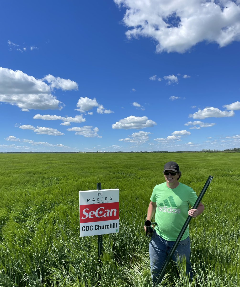 SeCanLauren's tweet photo. Field signing day at the @MakersCraftMalt #malt #barley variety/agronomy trial at Rosthern #Sask B great if it could get a few more splashes of rain ๐ค #CDCChurchill #Esma #CDCClear #CDCCopeland #MakersGonnaMake Excited for @canadianbarley tour here in Aug! ๐ป #windyhairdontcare https://t.co/oIykHnxlRY