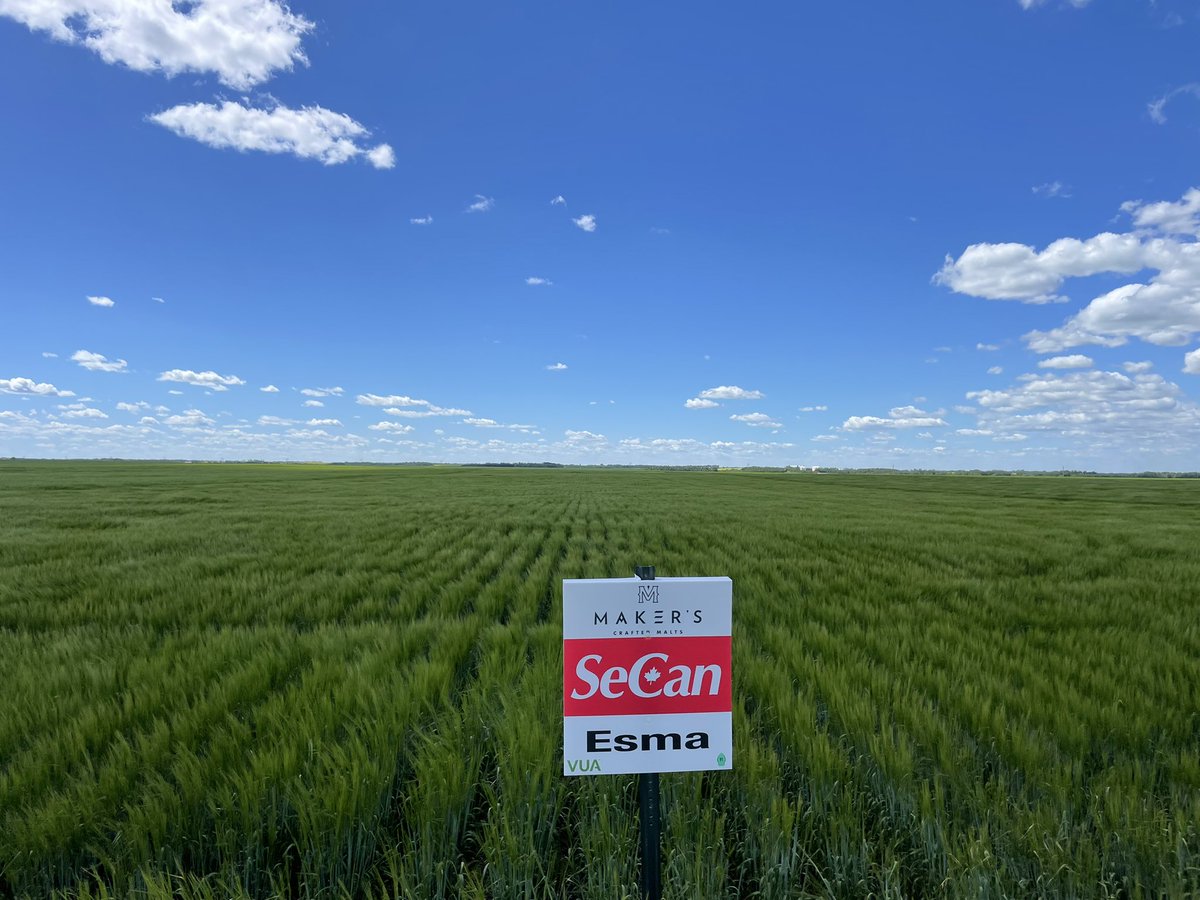 SeCanLauren's tweet photo. Field signing day at the @MakersCraftMalt #malt #barley variety/agronomy trial at Rosthern #Sask B great if it could get a few more splashes of rain ๐ค #CDCChurchill #Esma #CDCClear #CDCCopeland #MakersGonnaMake Excited for @canadianbarley tour here in Aug! ๐ป #windyhairdontcare https://t.co/oIykHnxlRY