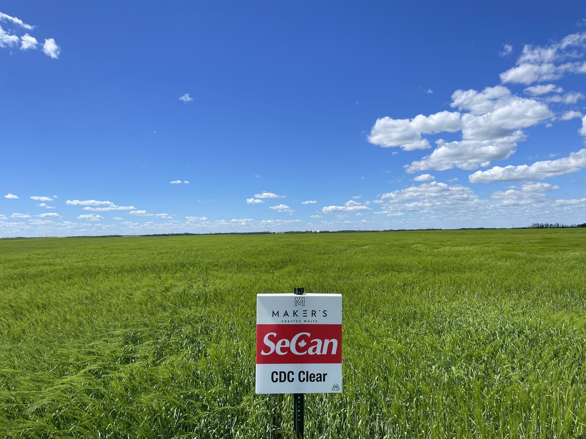 SeCanLauren's tweet photo. Field signing day at the @MakersCraftMalt #malt #barley variety/agronomy trial at Rosthern #Sask B great if it could get a few more splashes of rain ๐ค #CDCChurchill #Esma #CDCClear #CDCCopeland #MakersGonnaMake Excited for @canadianbarley tour here in Aug! ๐ป #windyhairdontcare https://t.co/oIykHnxlRY