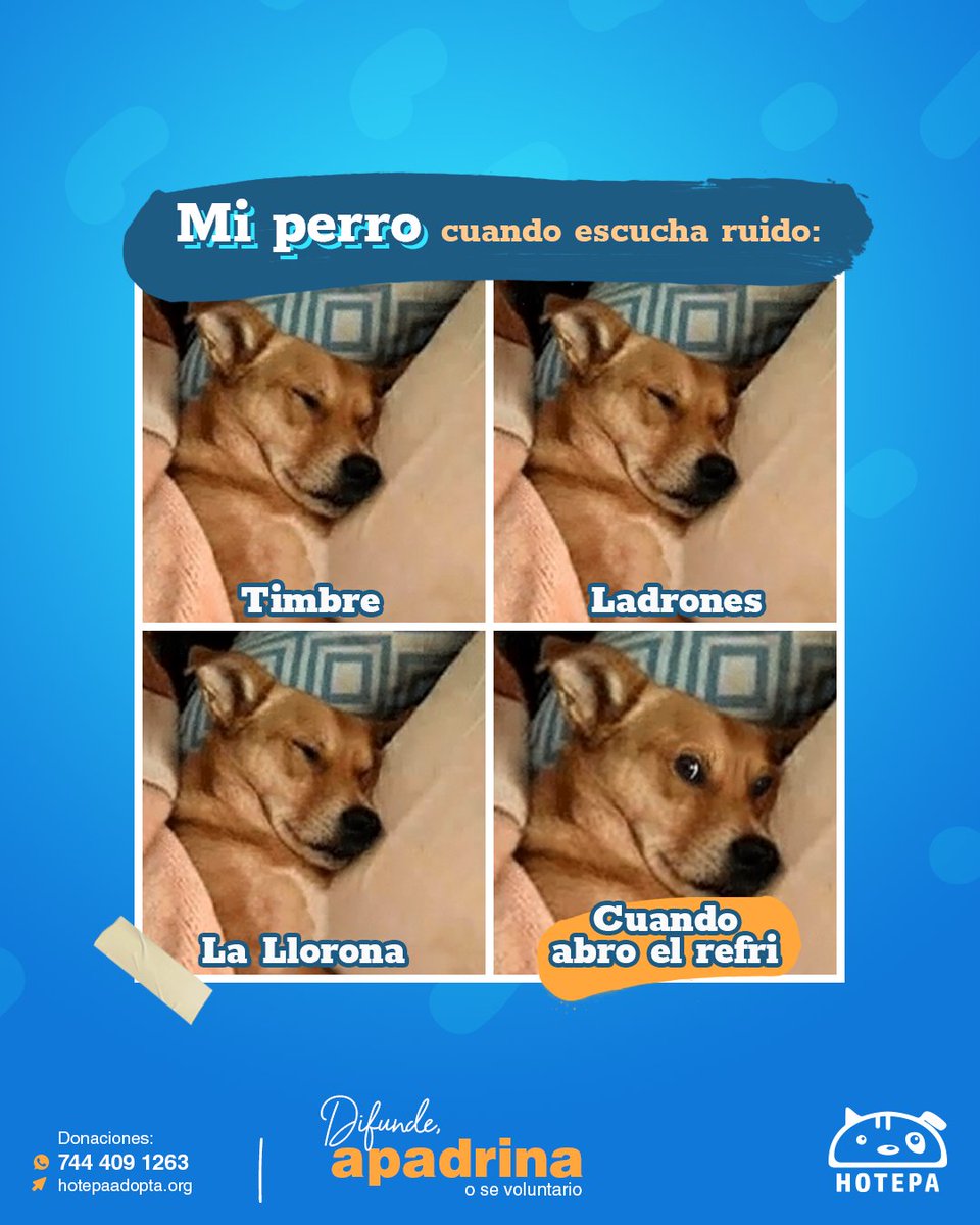 HotepaAdopta's tweet photo. No es que nuestras mascotas sean flojas, solo tienen un oído muy selectivo. 👂🏽✨
Y hay prioridades, como cuando escuchan que abres el referí. Lo demás puedes esperar. 🐶💤
#humordelunes #humordeperros #adoptanocompres https://t.co/ESRbiFhL9j