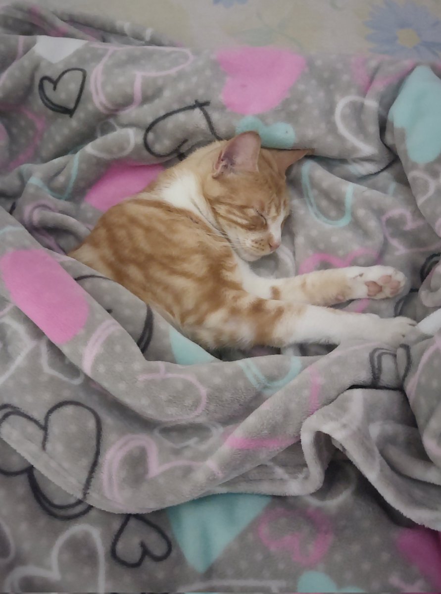 Mi madre es la única que cobija al gato cuándo está lloviendo? Jajaj