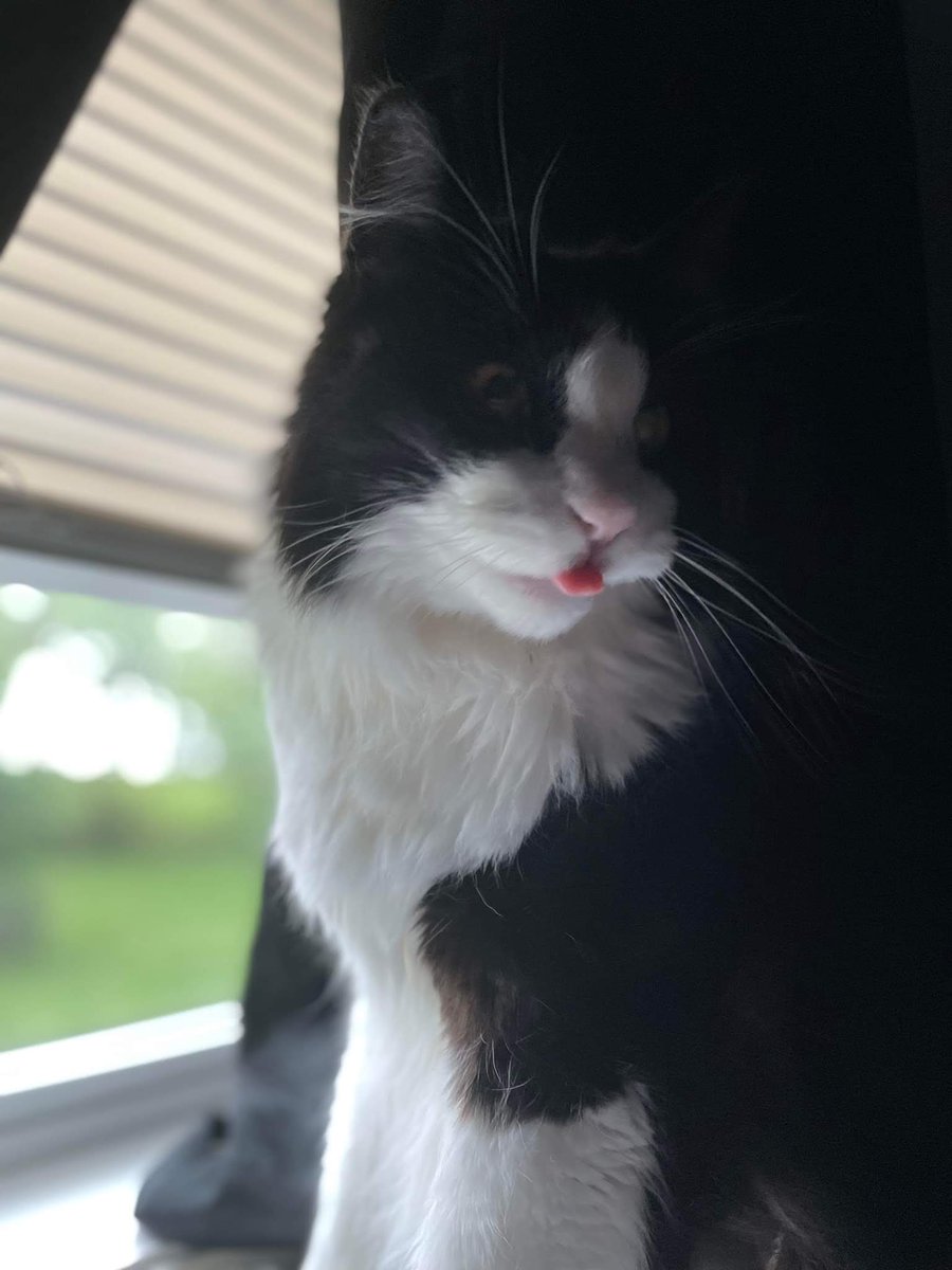 psychokitty121's tweet photo. @IvePetThatCat1 Phantom showing off his impeccable blep skills. https://t.co/RJko0z0FMu