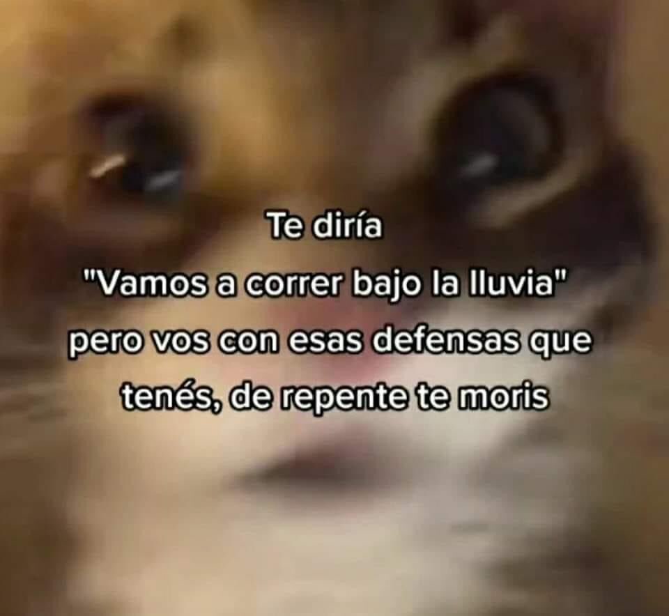 gatitos shitposting tweet media