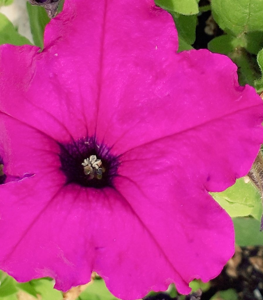 Mei おはようございます いつもありがとうございます 今日も素敵な１日になりますように サフィニア 花言葉 咲きたての笑顔 T Co Blqgnjfw45 Twitter