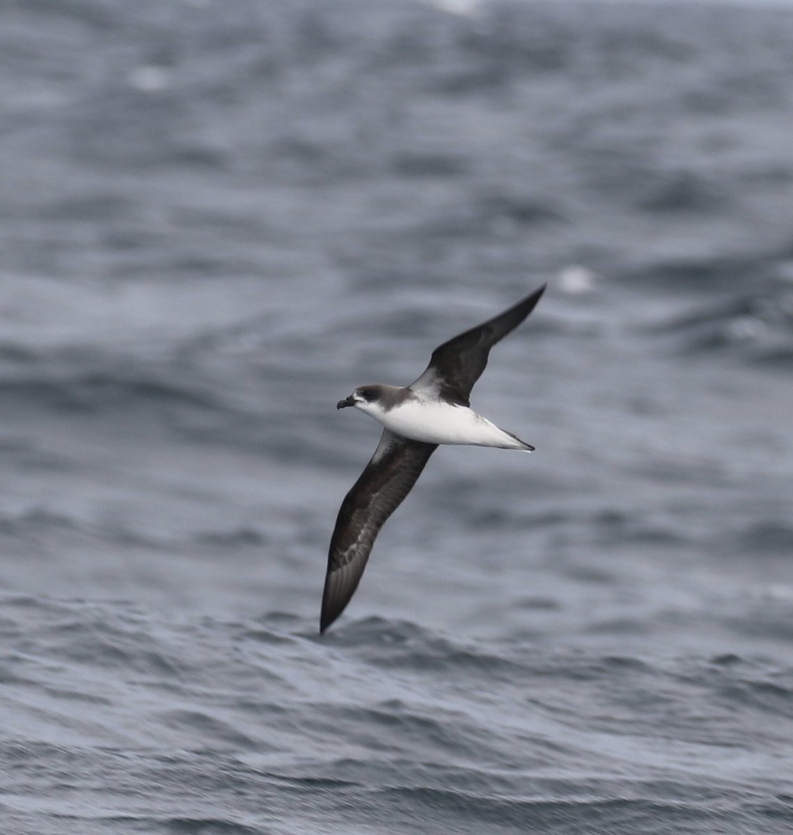 We’re planning on running a pelagic from Baltimore on Wednesday 20th July at 8am from Baltimore. Or first was due on Saturday the 23rd which will also run if conditions allow. If anyone is interested in the 20th contact me directly here or at shearwaterwildlifetours@gmail.com