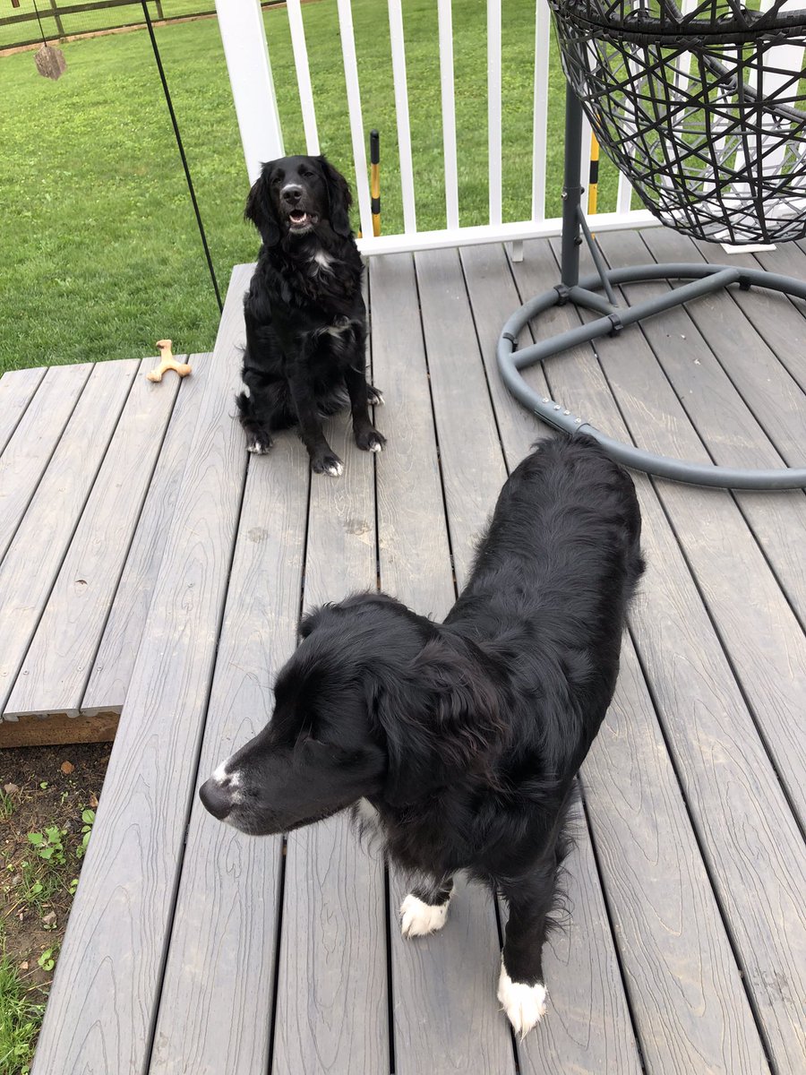 megbasilio1's tweet photo. I know I should be doing something constructive like planning for the new school year ….hanging with Molly and Teddy instead 🐶 https://t.co/zustpMnS2c