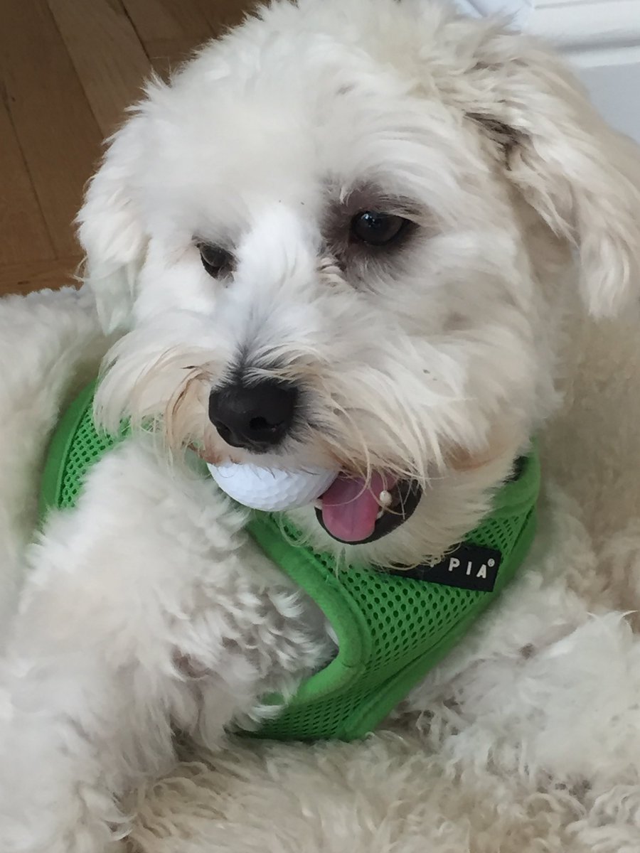denicekronau's tweet photo. @dogfather Joey loves to golf! He always shoots paw-r. https://t.co/lgUkVZz5Gv