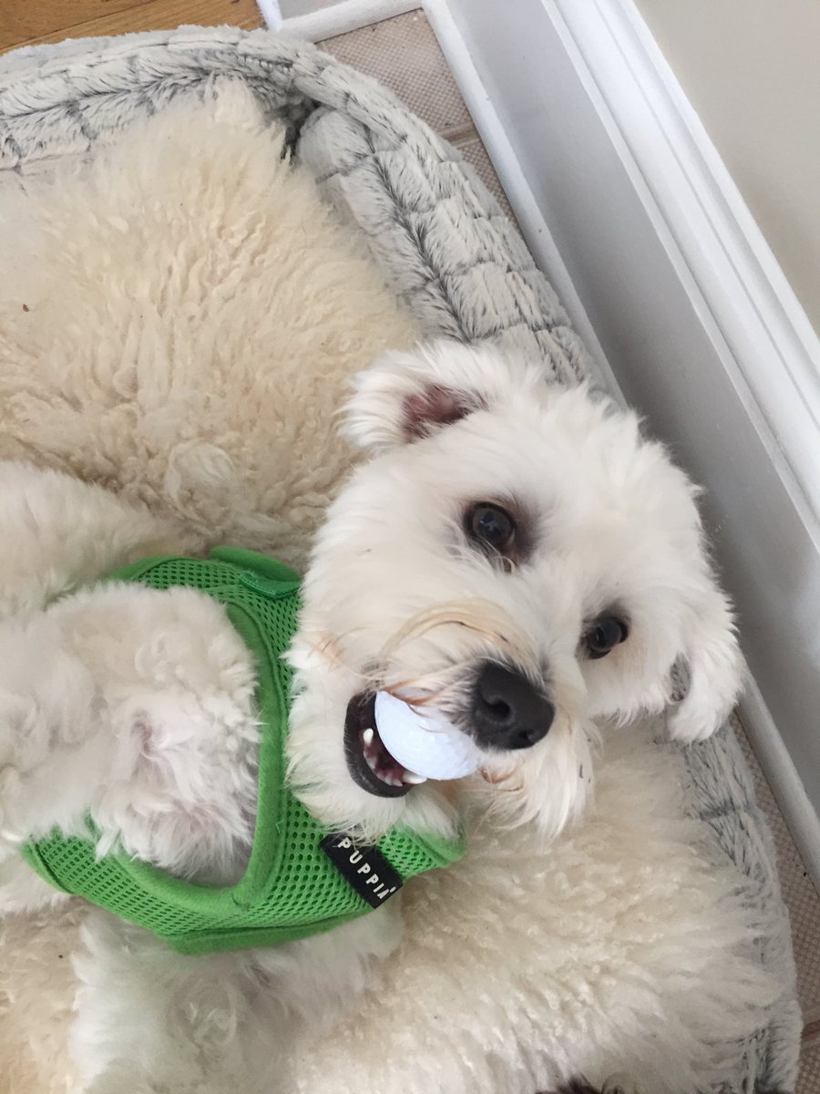 denicekronau's tweet photo. @dogfather Joey loves to golf! He always shoots paw-r. https://t.co/lgUkVZz5Gv