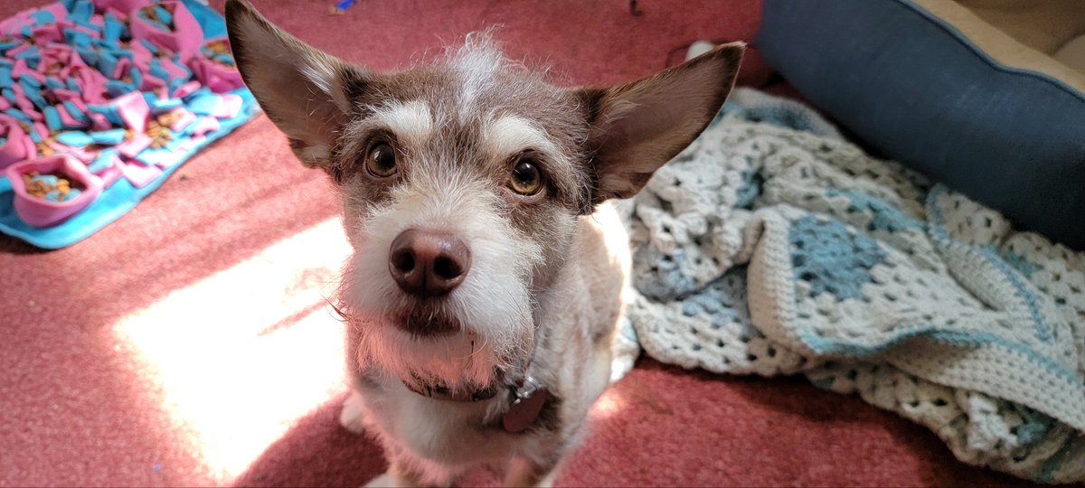 Anne_Blank's tweet photo. @DaysOfOurDodger Hello Dodger, I'm Teddy! https://t.co/ufNZjUsJ6g