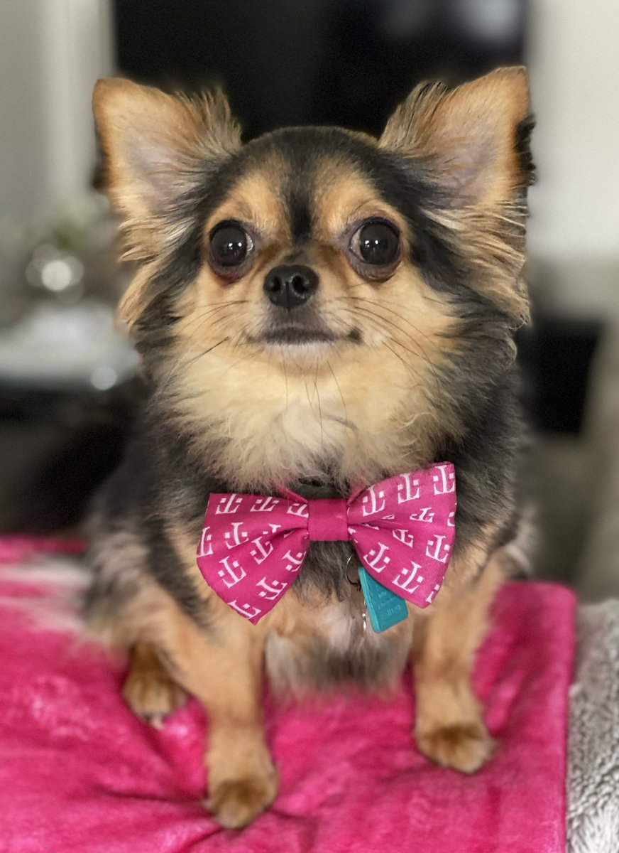 512AmandaG's tweet photo. I heard that @TMobile wants to see pet pics - how about this cutie, Gizmo! 🐶 💕 #TMobilePets https://t.co/G1Twpf4tPo