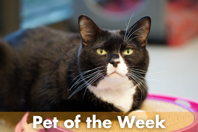 PeggyAdamsARL's tweet photo. Looking for a laid-back, comfy-cozy, easy-to-please kinda cat? Spocky is your guy! Give him a few head scratches and he'll surely roll over onto his back and show off his big white belly for you! 

Wanna learn how to relax from an expert? Come meet Spocky at Peggy Adams! https://t.co/jKbHO9UjeW
