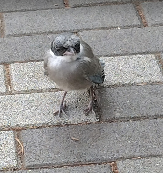 Ai San 昨朝のオナガのヒナ 歩道の真ん中で危ないし あまりにも動かないから 目が見えてない 巣から落ちた と心配したけど ケガはなかったし 親鳥も近くにいたから 巣立ち雛だったかな こんな時はできるだけ近づかず 遠くから見守るのが一番らしい