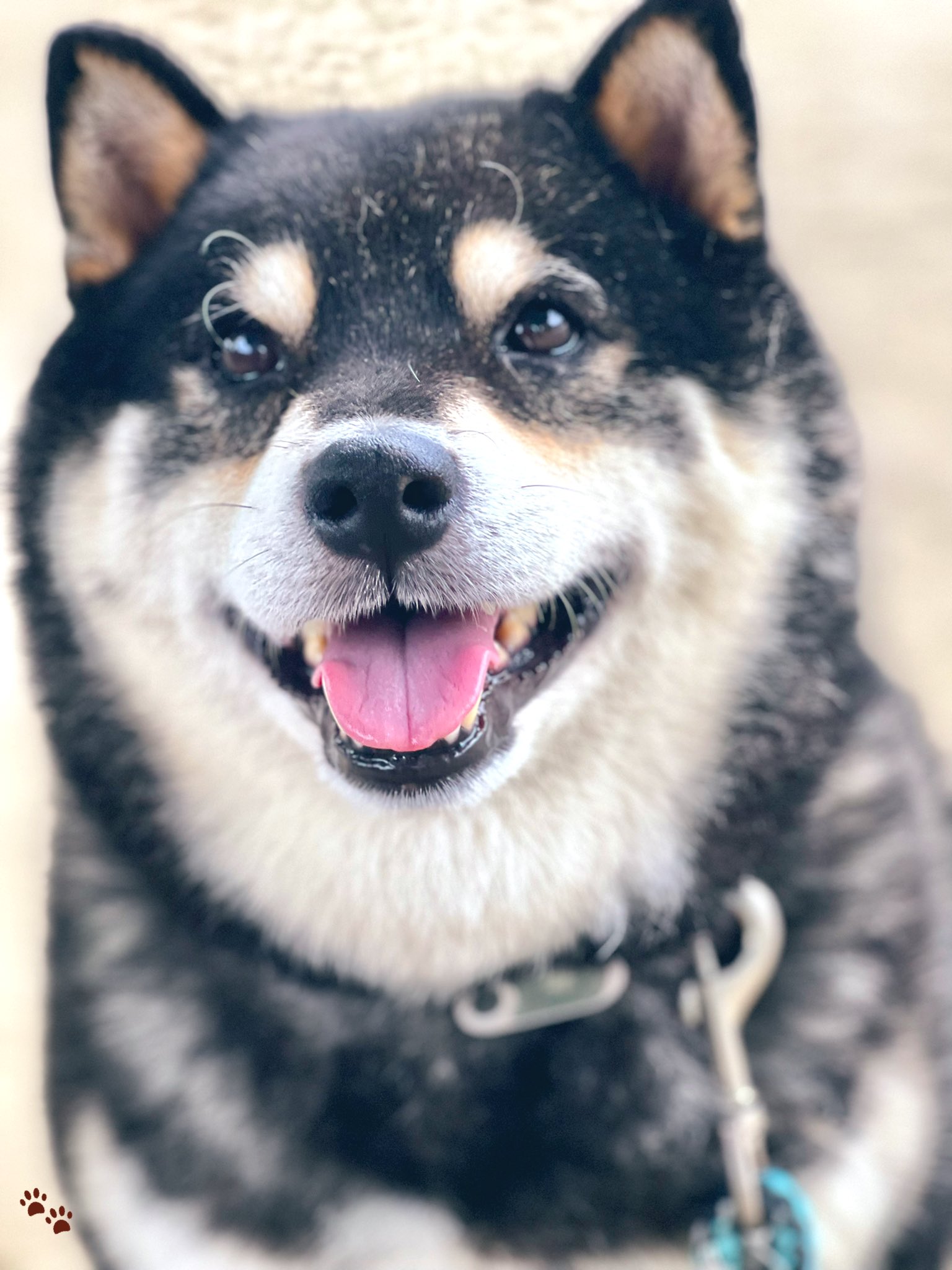 黒柴ジョナス おはワン お目々キラキラ 柴犬 黒柴ジョナス T Co Fd0j8gmzbt Twitter