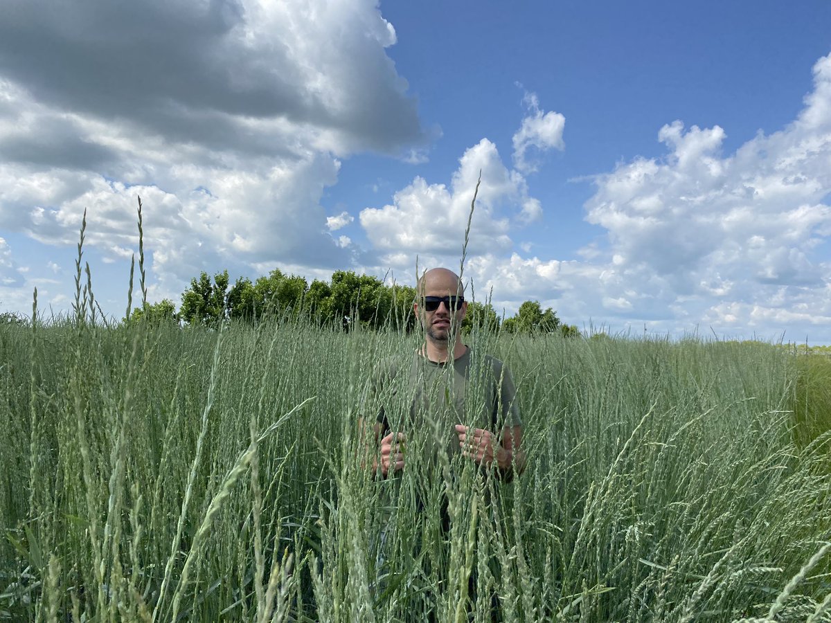 JamesFrey21's tweet photo. Second year AC Saltlander. Performs well on saline land. Very tall, as you can see! Easily 5 feet or more. https://t.co/JbQpVYSnQd