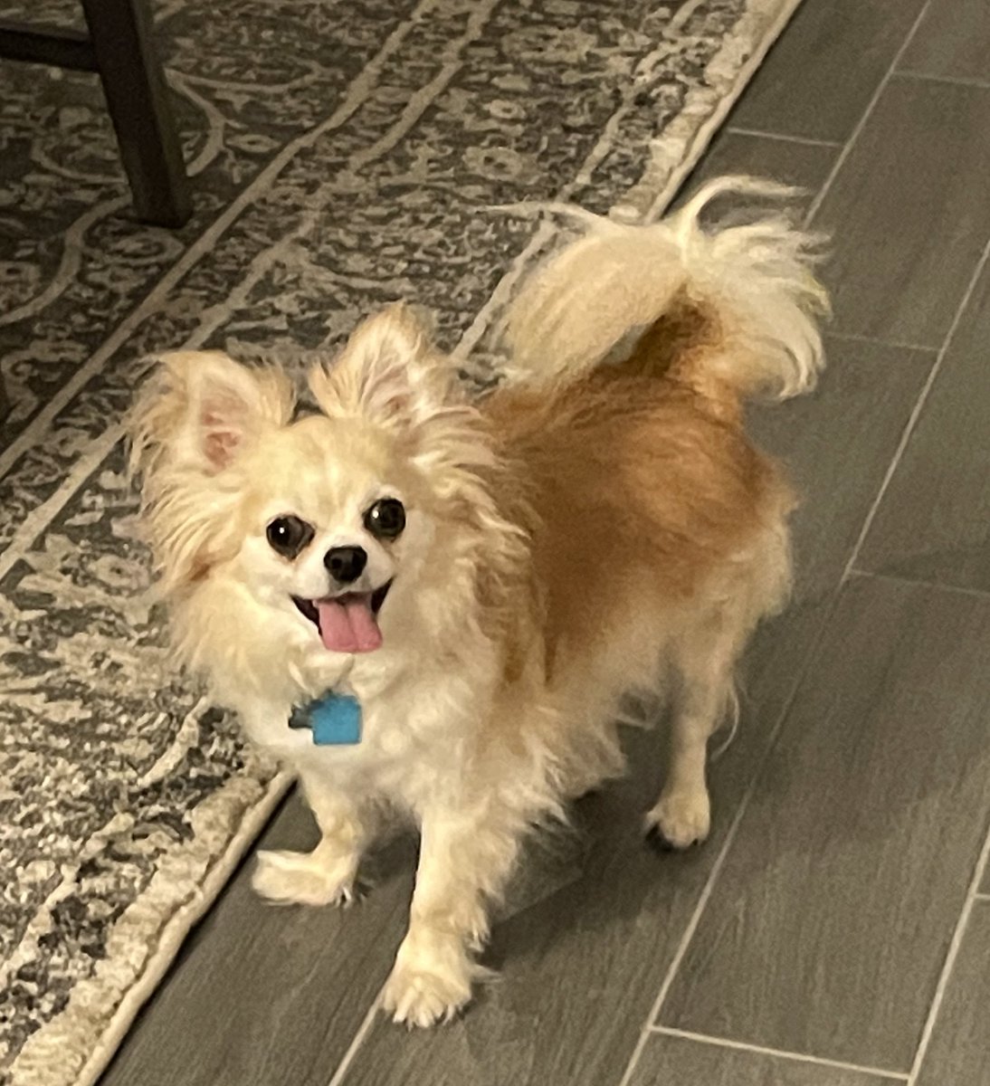 512AmandaG's tweet photo. I gotta share the love with both pups @TMobile! This is Chance the Yapper! 🐶 🎤 💕 #TMobilePets https://t.co/xcpcgpBY5M