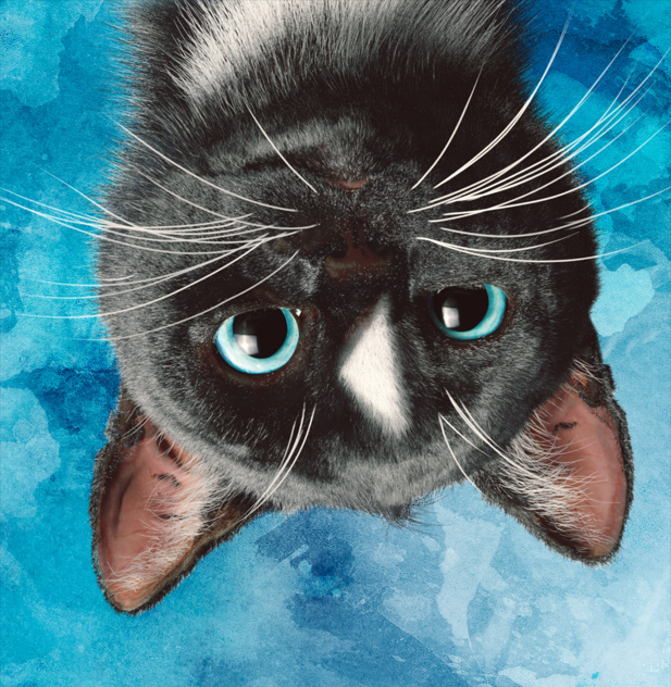 FeliniRocks's tweet photo. Oh, Hi there! #Happy Tuesday! How are things at your end?
#LOLcats #lolpets #funny #CatsofTwittter https://t.co/MOc6fqBkt1