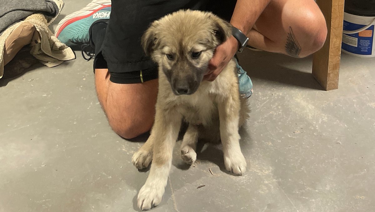 This lucky girl is one step closer to reuniting with the hero who rescued her, Sergeant Burns! Thanks to your generous donations we'll be able to transport this sweet pup from the Middle East to the U.S. We can't wait to make this special reunion a reality.