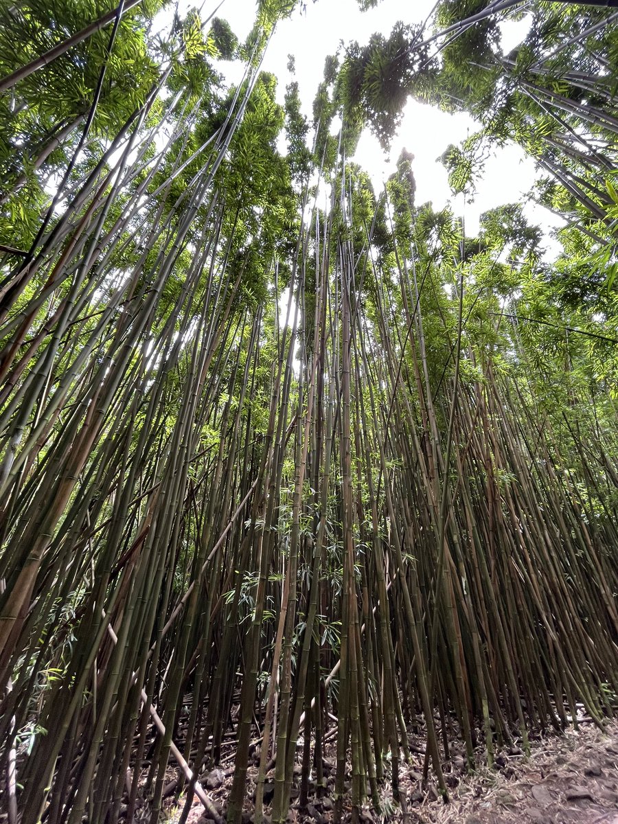 NotesByMrsC's tweet image. Maui has been simply amazing! 😍 We made so many memories here! ❤️ #maui #summervacation #iwanttomovehere #backtoreality