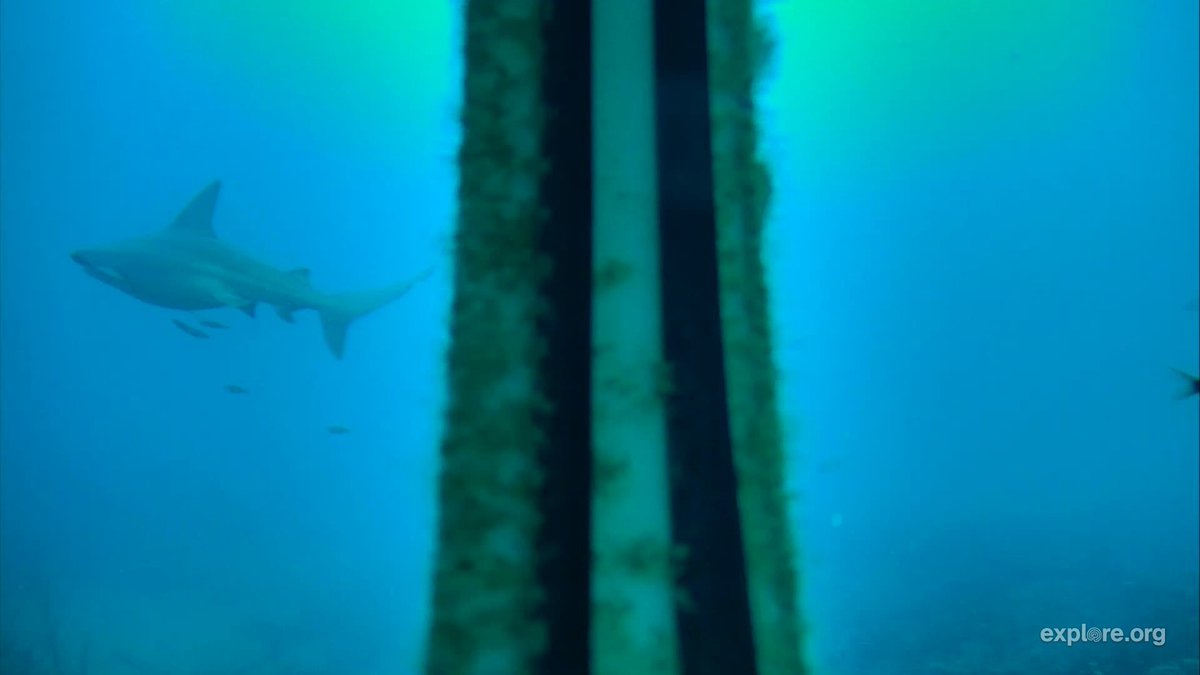 Mollisquama's tweet photo. You know what I never get tired of? Big ol' pregnant #sharks at @FPTower 
Here's a rather rotund female #sandbarshark spotted in the early morning of April 🦈
Photo courtesy of #SharkCam users, hosted by @exploreorg and CCU https://t.co/cgO6MvKHHq