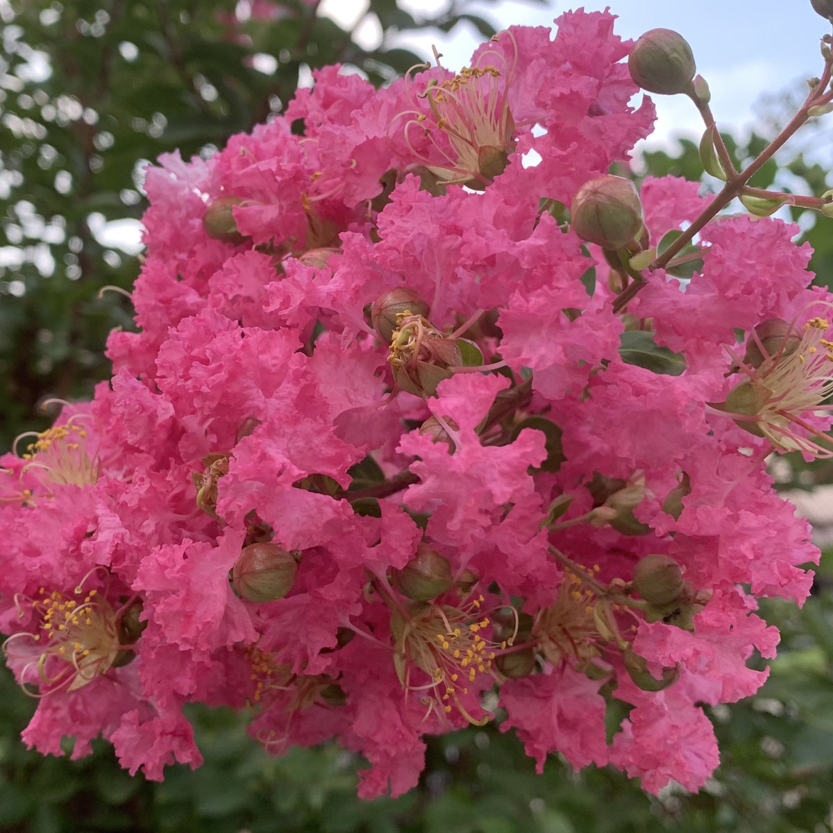 お早ようございます٩(*´꒳`*)۶ 🌸🌸🌸花の便り🌸🌸🌸 サルスベリ(百日紅)は、 その名のとおり、初夏～秋までの長い間鮮やかな紅色やピンク・白などの花を咲かせる花木です