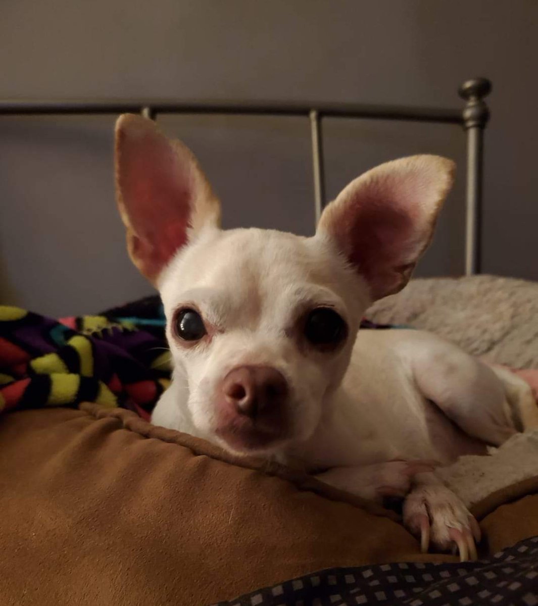 My Dior , I miss her 💔
#TMobilePets