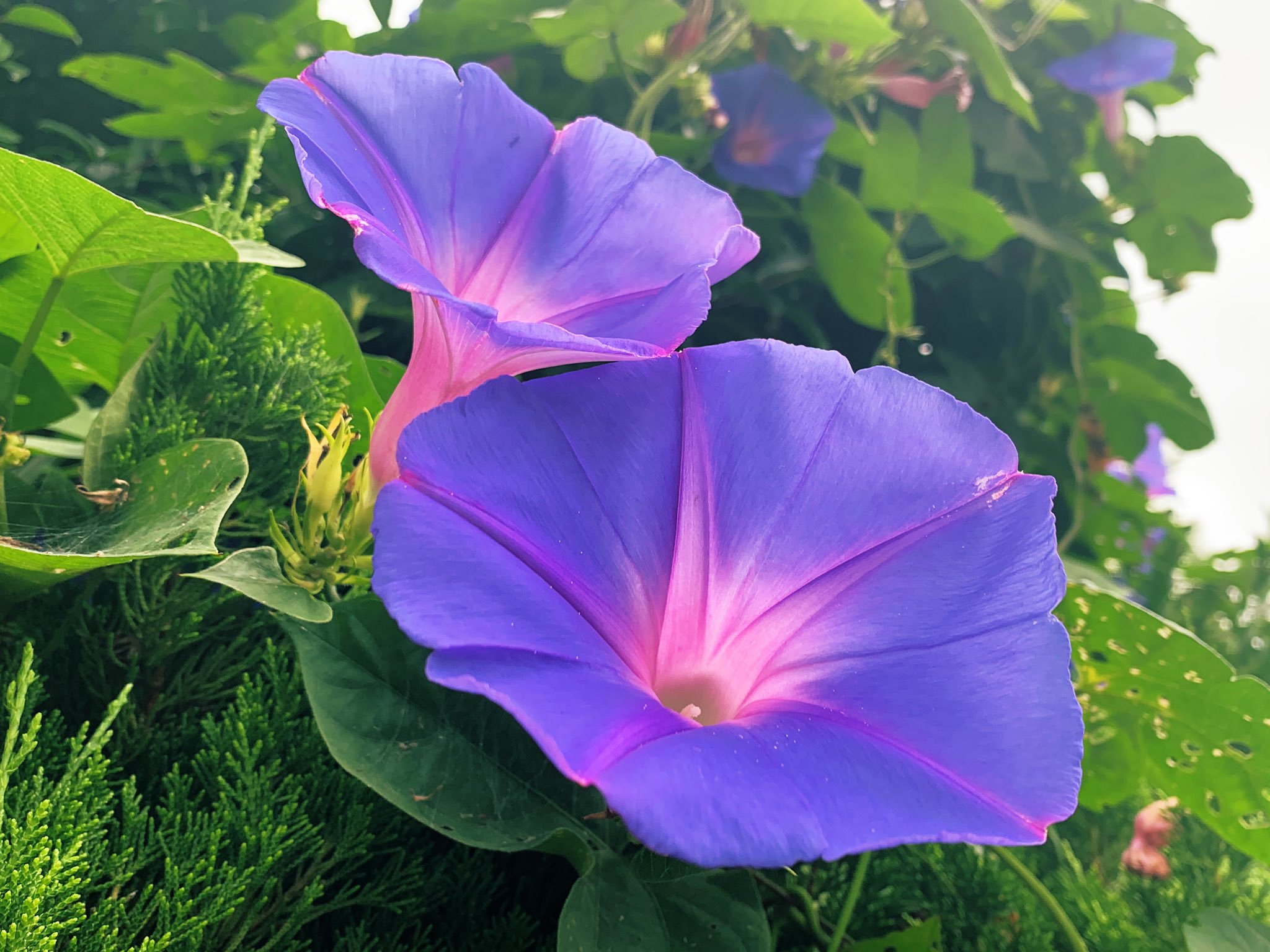 تويتر セイジ على تويتر 移りゆく空の色に似て 朝顔 花が好き T Co Rbucypul5g