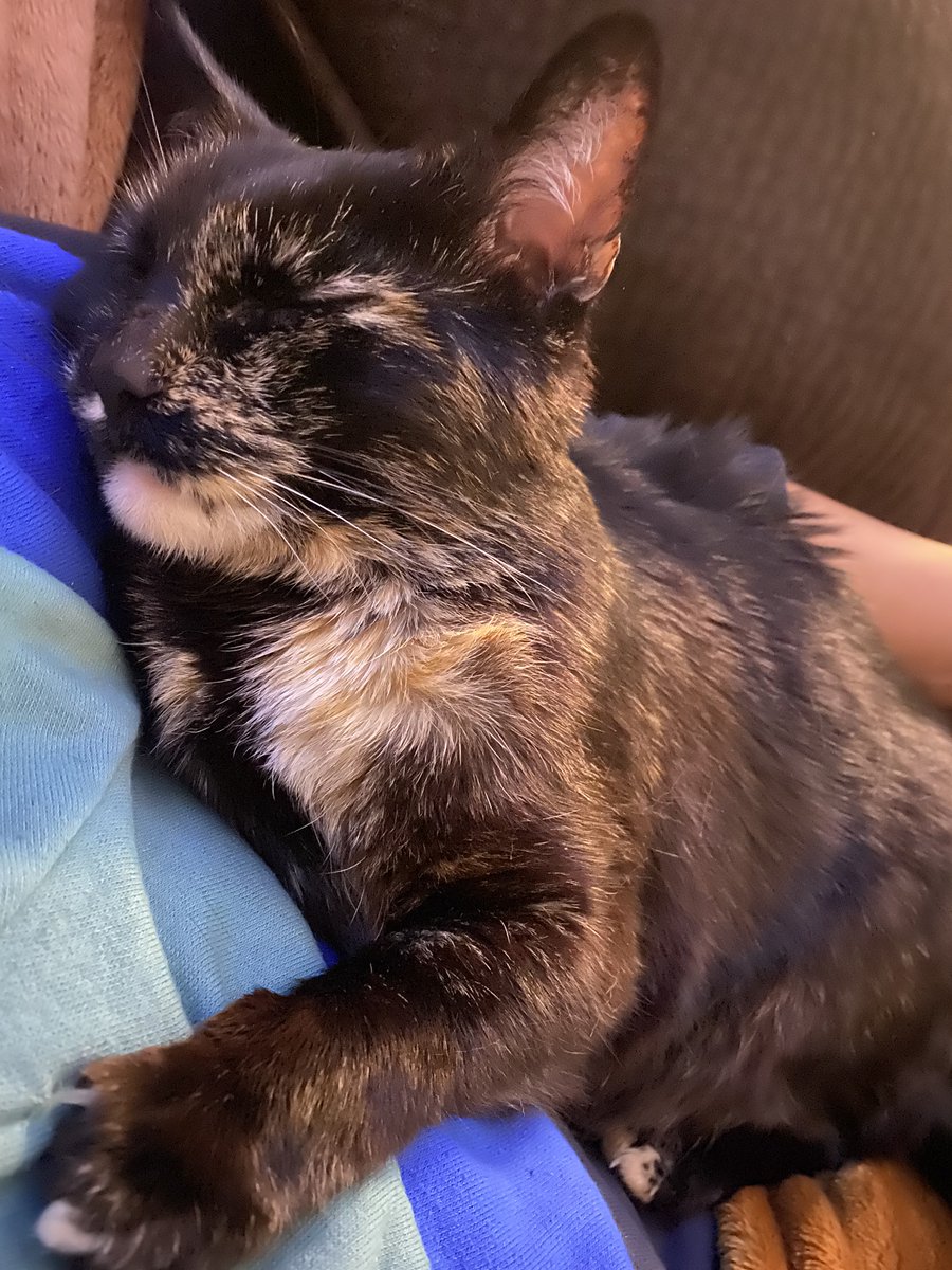 fanoflegolas's tweet photo. #dailyrose sleepy tortie https://t.co/r0tCCBQDfT