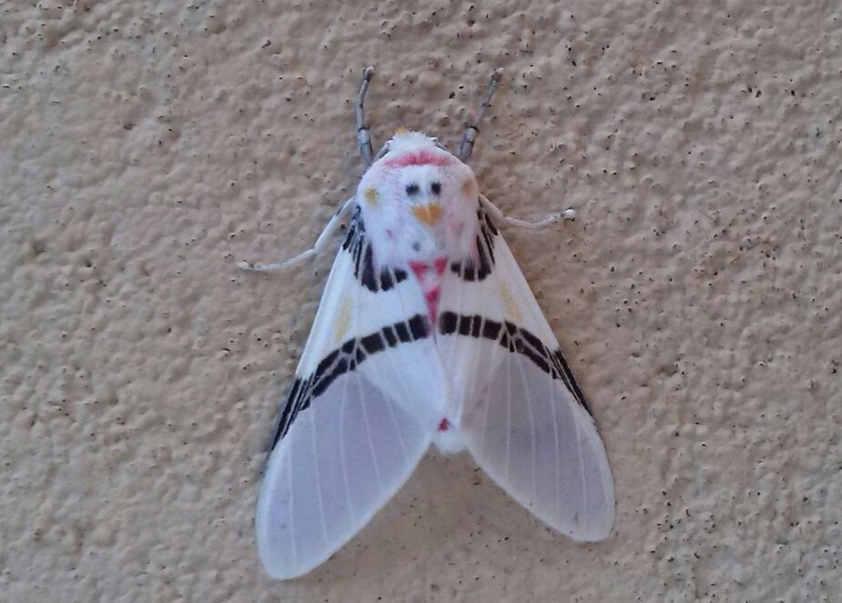 A white moth with a chicken face on its back