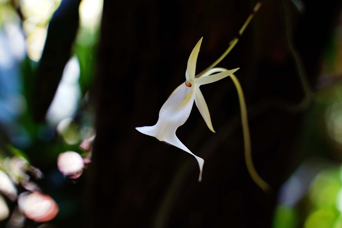 NaplesBotanical's tweet image. The ghost orchid (Dendrophylax lindenii) is a sight to behold with its thin, delicate tendrils that appear to be floating, hence its common name.

👉Come observe this incredible ghost orchid on display outside the LaGrippe Orchid Garden.

📸: Sarah McKeown, Multimedia Intern