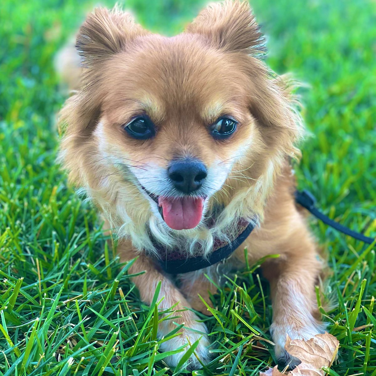 stephteng's tweet photo. @Chewy This is Zuma! #PetsBringUsTogether https://t.co/OE08uba8CD