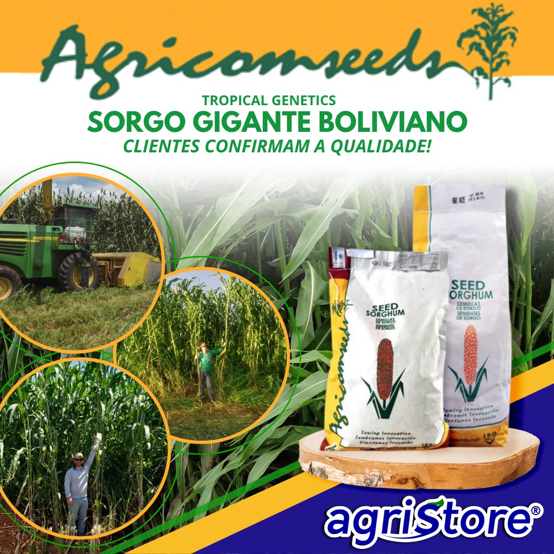 AgriStoreBR's tweet photo. Nesta última safra vimos o custo da alimentação da pecuária subir às alturas. Manter os animais bem alimentados e com custo produtivo com saldo positivo é um dos maiores desafios para o próximo período.
Por isso indicamos sempre a inserção do Sorgo Gigante Boliviano no manejo. https://t.co/b4a4BkONXF