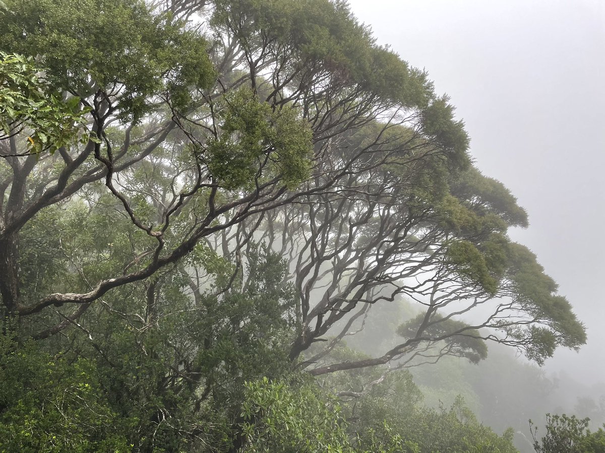 The wonder of Tropical Flora students 🤩 exploring leaf epiphylls in the microphyll forest on Mt Lewis. Defeating plant blindness with Stuart Worboys &amp; @DMCrayn <a href="/jcu/">James Cook Uni</a>