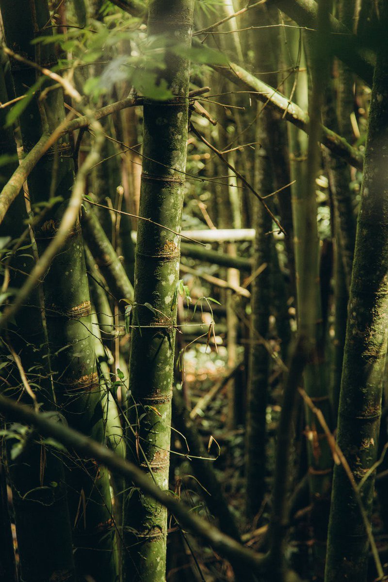 bambooveda1's tweet photo. Bamboo! It’s an incredible alternative to plastic because it’s so strong and durable - but is biodegradable and natural instead.

We aim to reduce our overall waste. 
.

#bamboo #ecofriendly #nature #sustainable #handmade #bambooveda #zerowaste #natural #green #oralcare https://t.co/tN0qjqH8yG
