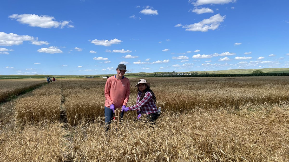 WheatInnovation's tweet photo. TeamWheat in Pierre (DLRF) snapping heads in F3 for 2023 head rows 🌾🌾🌾🌾🌾#WinterWheatBreeding https://t.co/k5OTnxb6WS