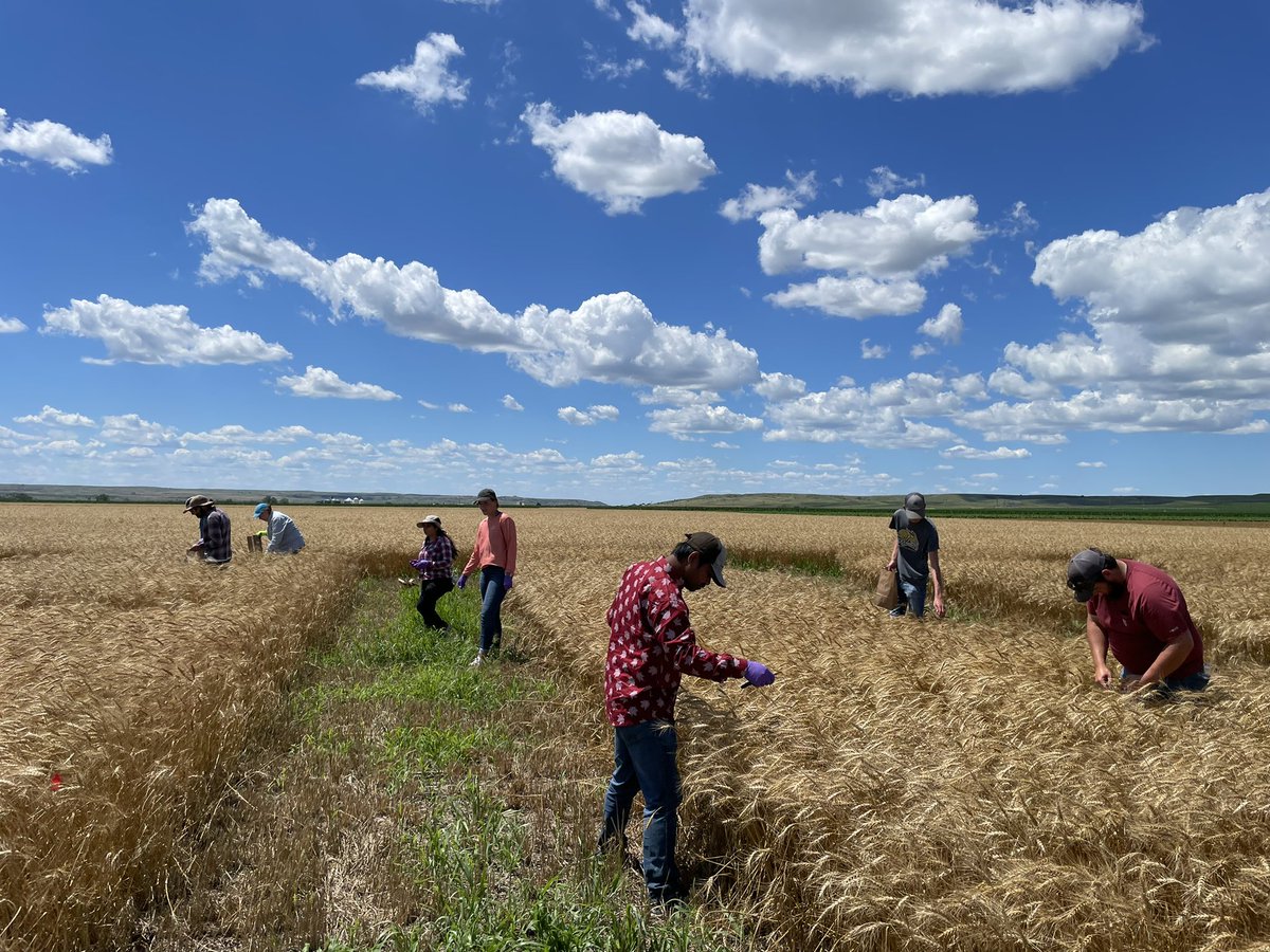 WheatInnovation's tweet photo. TeamWheat in Pierre (DLRF) snapping heads in F3 for 2023 head rows 🌾🌾🌾🌾🌾#WinterWheatBreeding https://t.co/k5OTnxb6WS