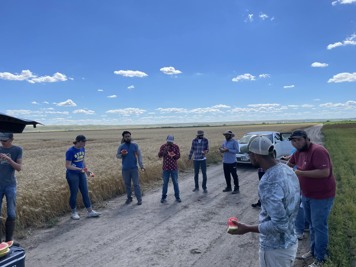 WheatInnovation's tweet photo. TeamWheat in Pierre (DLRF) snapping heads in F3 for 2023 head rows 🌾🌾🌾🌾🌾#WinterWheatBreeding https://t.co/k5OTnxb6WS