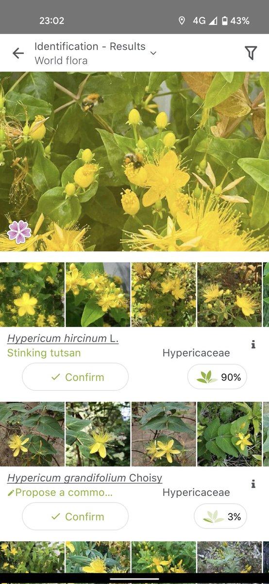 _M0LL_'s tweet photo. @Jonny_mc_kenna Plant Shazam says Stinking Tutsan https://t.co/WWph0PWuos