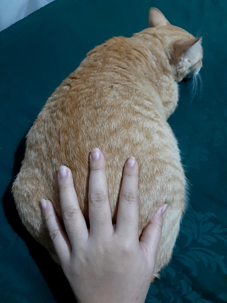 CHOCKYtheFatCat's tweet photo. Hehehe aku https://t.co/JHeQmE3HVQ