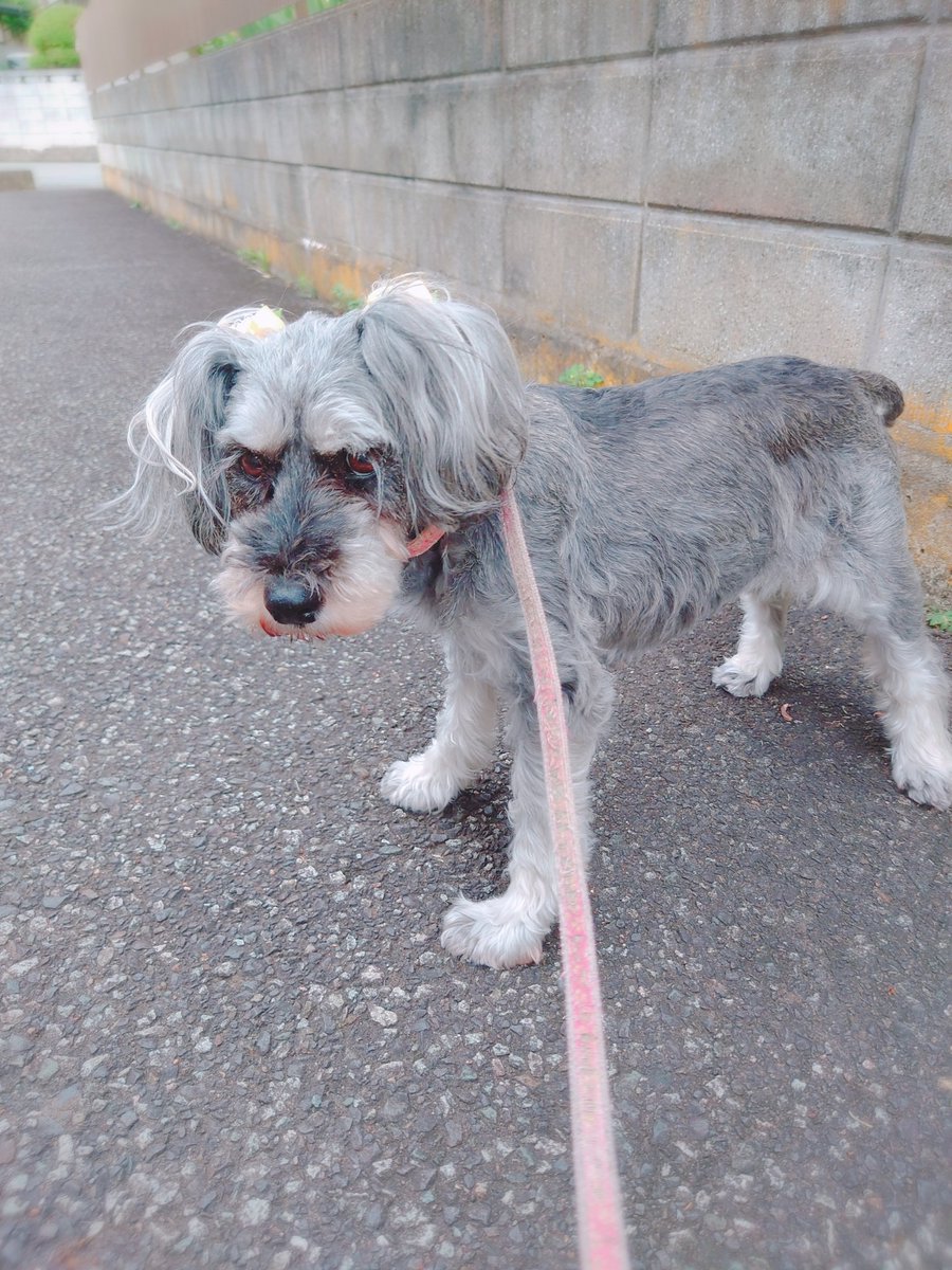 Cherry🍒🐕 tweet media