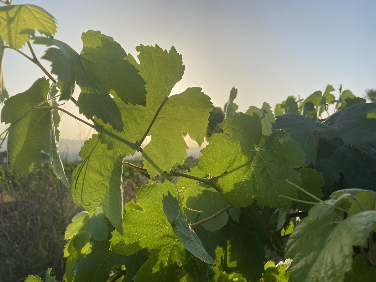 #viñas #esperanza #cosecha2022 #requena #bobal #bodegas #porvenir #comarca