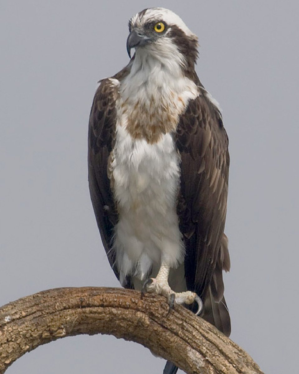 Optics4Birding's tweet photo. Okaloosa County Sheriff’s spotted an #osprey struggling in the water. The bird had a treble hook stuck to its right leg and face and was barely able to stay afloat. Had Harrison and Gilbert not been there, it is likely the bird would have died. #FL #Optics4Birding https://t.co/Sg6PmYeNVO