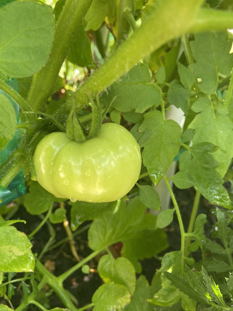 MirabelliDeb's tweet photo. I spy with my little eye…TOMATOES!! #lovingsummer #BLTsarelife #isthereanythingbetter #maybemythumbreallyISgreen @BerwynSouth100 https://t.co/rbw1C2g9sT