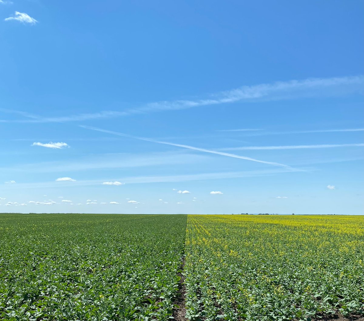 AlexaRidgewell's tweet photo. The BUTEO Start advantage… started flowering 5 days earlier than the competitor. Now, this DKLL 83 SC has set seed and is filling it’s pods with this heat! The field imagery on @FieldViewCanada has turned yellow to match the crop too! @Bayer4CropsCA https://t.co/2okkD0p5CW