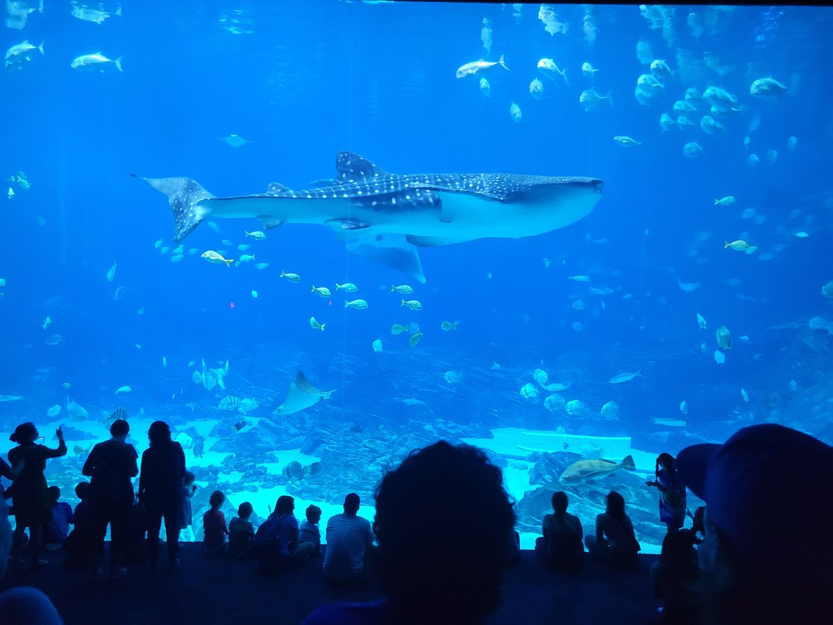 ThatCoachJay's tweet photo. Whale shark....incredible, blessed https://t.co/7E8TzOYIAa