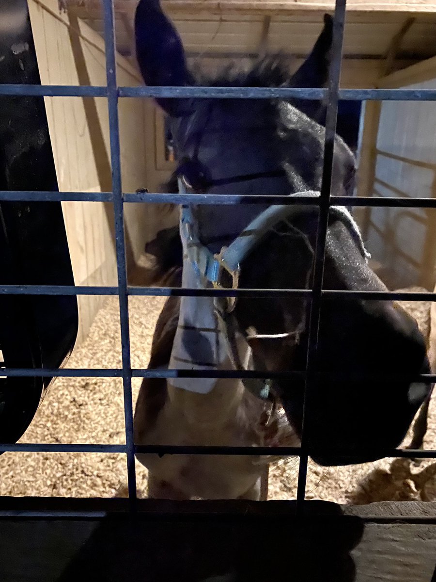 PRRHorseRescue's tweet photo. Layla always waits for me to give her meds! I adore all her sweet baby kisses. Both Layla and Serena are doing great!
https://t.co/9NoR8lhaRU
#Horse #Rescue #Support #HorseLover #AnimalWelfare #AnimalRights #NoSlaughter #HorseLivesMatter #Chillin #TexasHeat #TexasHot https://t.co/DbCJLzsX49