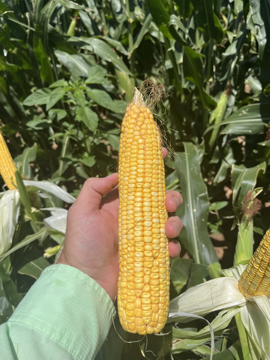 Brevant 14Z97AML looking good for the   heat we’ve had.