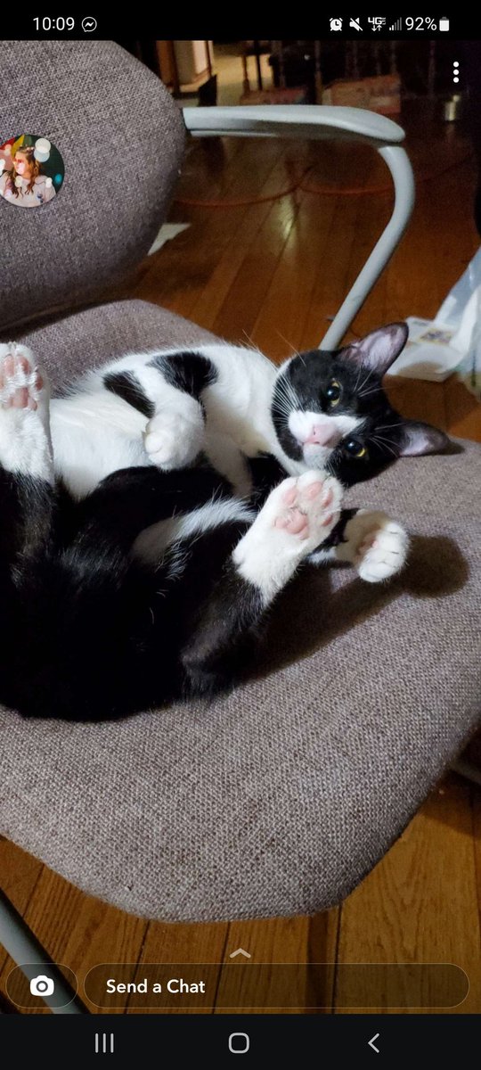 Kitten begging for belly rubs: a series