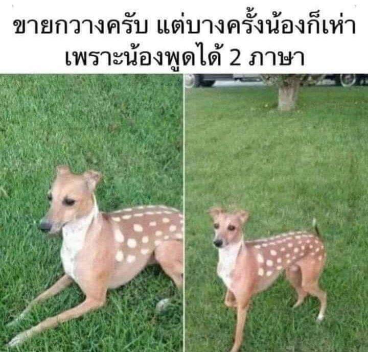 ชลน แมวส้มแท้ๆ 🐱 tweet media