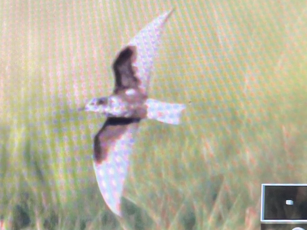 Distant BOC shot of the White-winged Tern currently at the end of Big Stone Beach Road, Delaware. Foraging over the marsh on the south side of the road right before the beach parking area. Great bird!